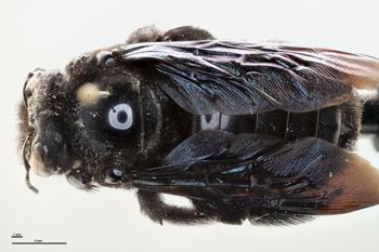 Media type: image;   Entomology 815963 Aspect: habitus dorsal view